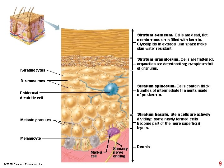 Stratum corneum. Cells are dead, flat membranous sacs filled with keratin. Glycolipids in extracellular Stratum corneum. Cells are dead, flat membranous sacs filled with keratin. Glycolipids in extracellular
