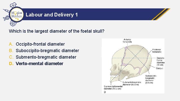 Labour and Delivery 1 Which is the largest diameter of the foetal skull? A.