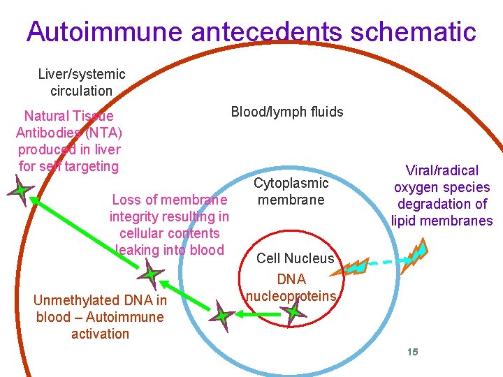 Autoimmune antecedents schematic Liver/systemic circulation Natural Tissue Antibodies (NTA) produced in liver for self