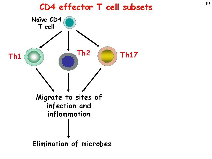 CD 4 effector T cell subsets Naïve CD 4 T cell Th 1 Th