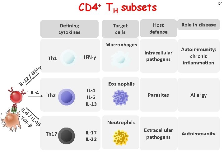 CD 4+ TH subsets Target cells Defining cytokines Host defense Macrophages IFN-γ Th 1