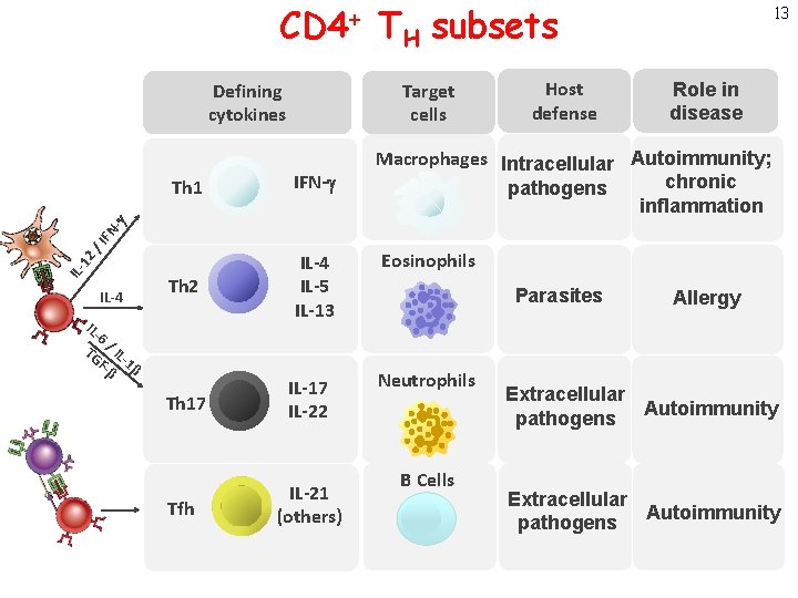 CD 4+ TH subsets Target cells Defining cytokines IFN-g Th 2 IL-4 IL-5 IL-13