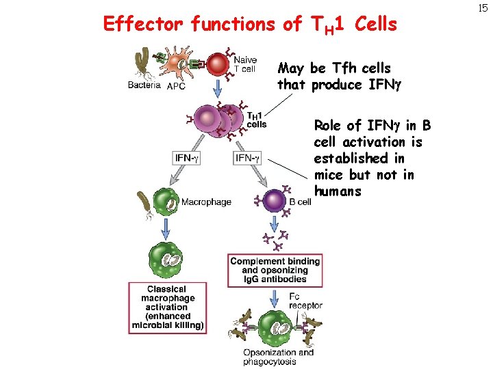 Effector functions of TH 1 Cells May be Tfh cells that produce IFNg Role