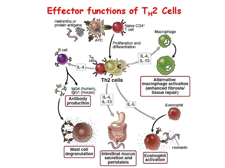 Effector functions of TH 2 Cells 
