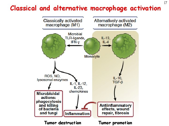 Classical and alternative macrophage activation Tumor destruction Tumor promotion 17 