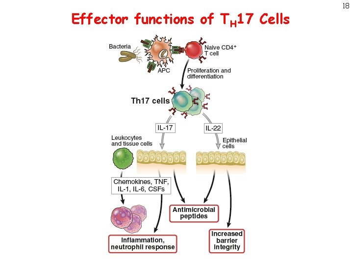 Effector functions of TH 17 Cells 18 