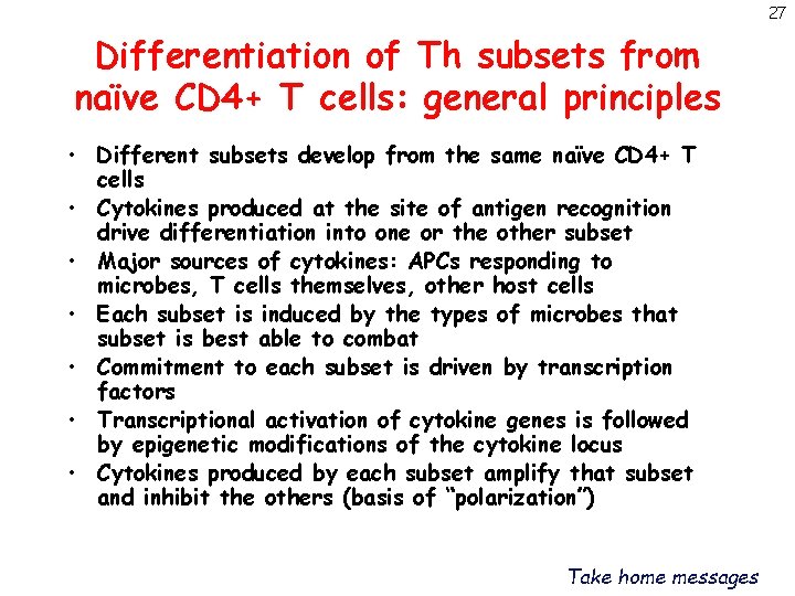 27 Differentiation of Th subsets from naïve CD 4+ T cells: general principles •