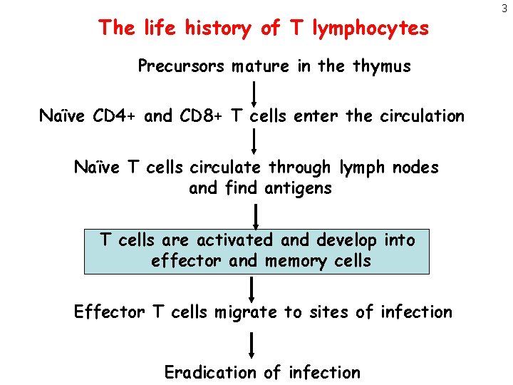 The life history of T lymphocytes Precursors mature in the thymus Naïve CD 4+