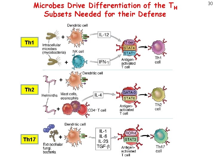 Microbes Drive Differentiation of the TH Subsets Needed for their Defense Th 1 Th