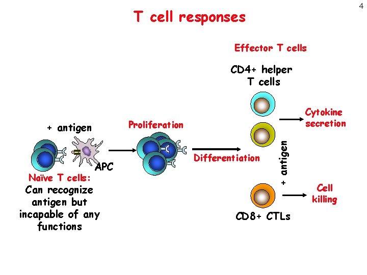 4 T cell responses Effector T cells CD 4+ helper T cells APC Can
