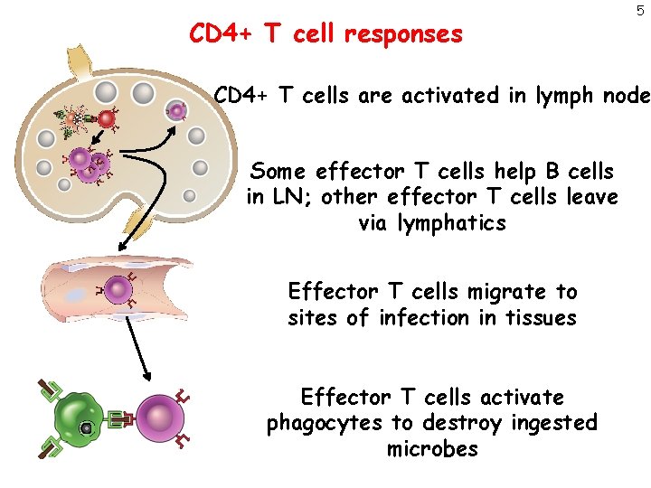 CD 4+ T cell responses 5 CD 4+ T cells are activated in lymph