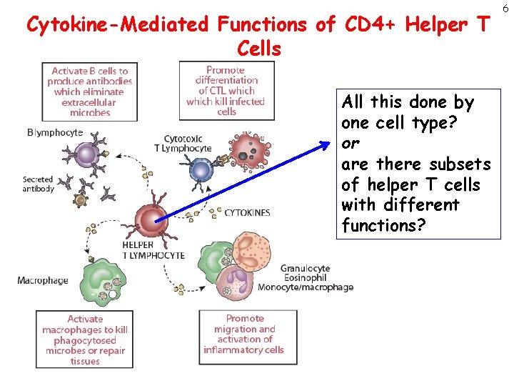 Cytokine-Mediated Functions of CD 4+ Helper T Cells All this done by one cell