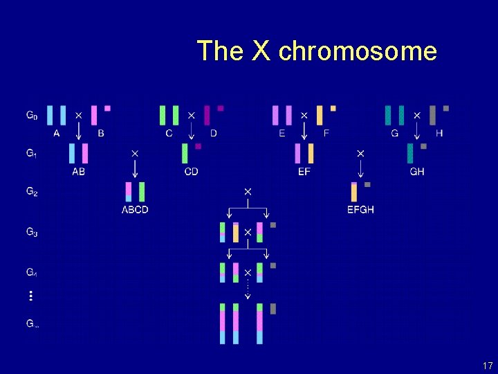 The X chromosome 17 