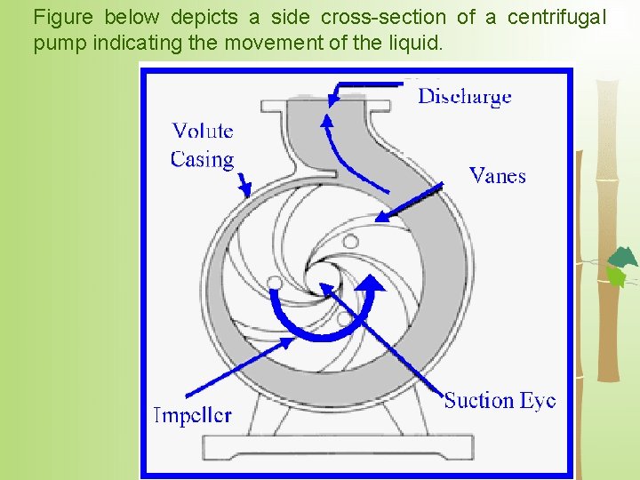 Figure below depicts a side cross-section of a centrifugal pump indicating the movement of