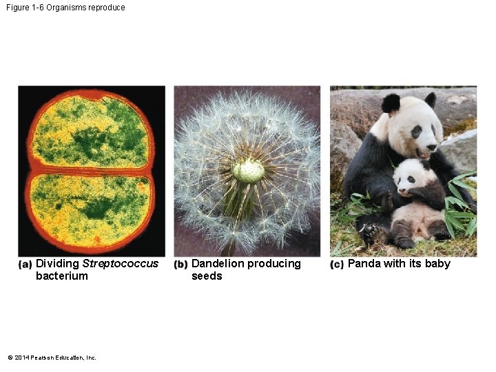 Figure 1 -6 Organisms reproduce Dividing Streptococcus bacterium © 2014 Pearson Education, Inc. Dandelion