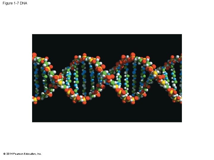 Figure 1 -7 DNA © 2014 Pearson Education, Inc. 