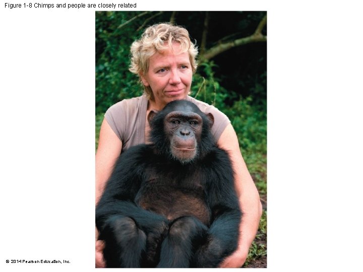 Figure 1 -8 Chimps and people are closely related © 2014 Pearson Education, Inc.