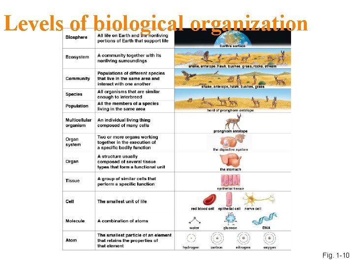 Levels of biological organization Fig. 1 -10 