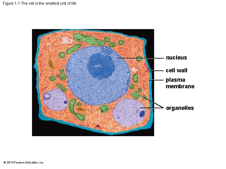 Figure 1 -1 The cell is the smallest unit of life nucleus cell wall