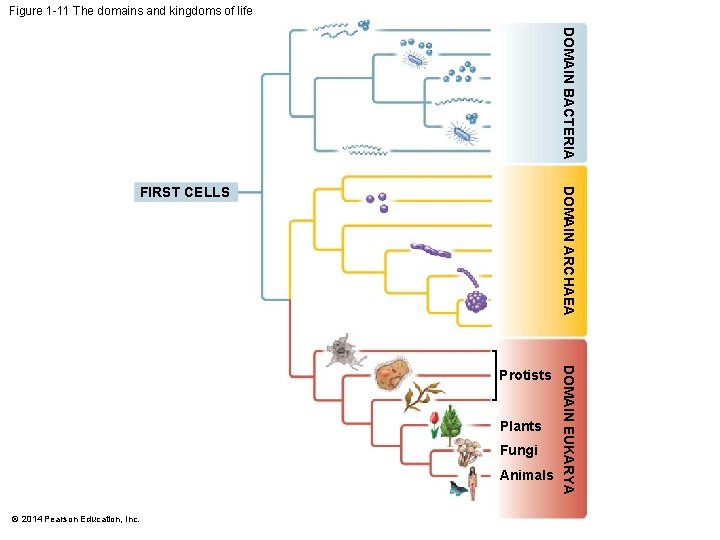 Figure 1 -11 The domains and kingdoms of life DOMAIN BACTERIA DOMAIN ARCHAEA FIRST