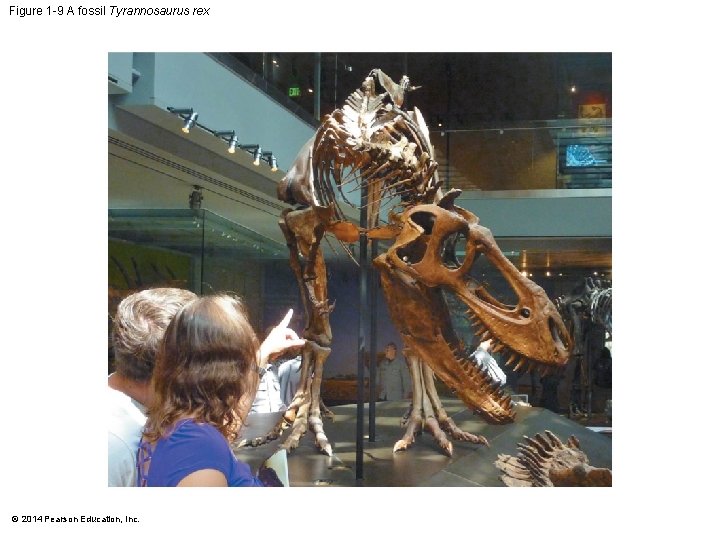 Figure 1 -9 A fossil Tyrannosaurus rex © 2014 Pearson Education, Inc. 