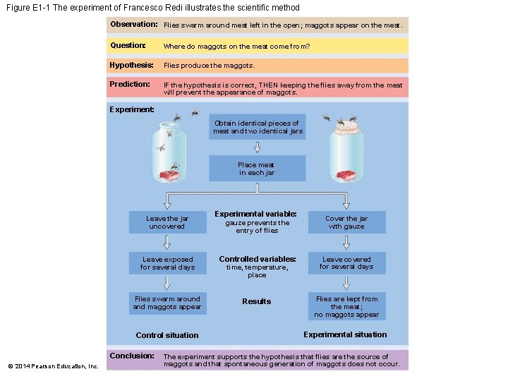 Figure E 1 -1 The experiment of Francesco Redi illustrates the scientific method Observation: