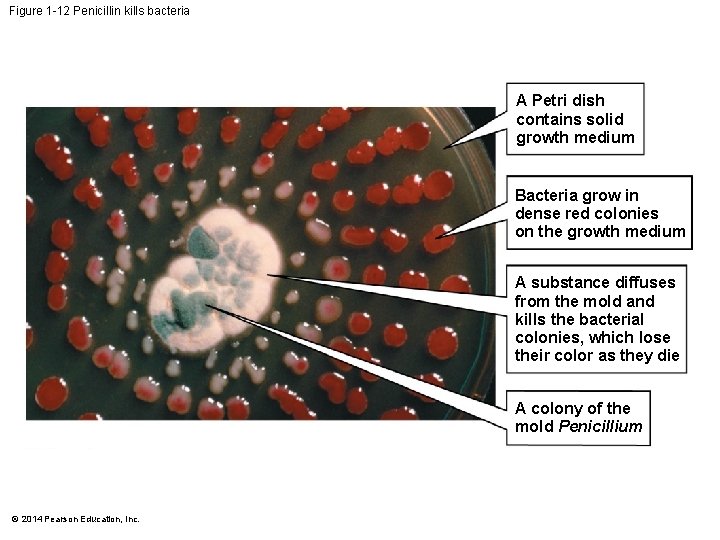 Figure 1 -12 Penicillin kills bacteria A Petri dish contains solid growth medium Bacteria