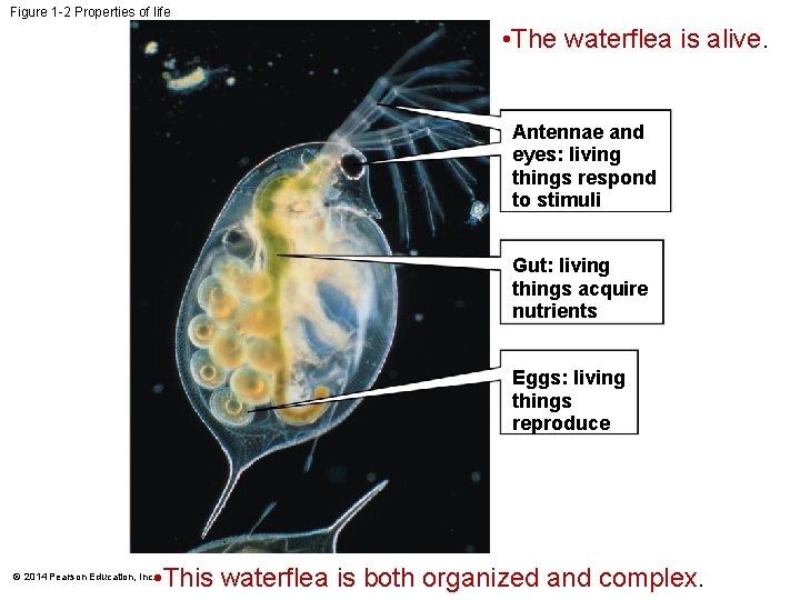 Figure 1 -2 Properties of life • The waterflea is alive. Antennae and eyes:
