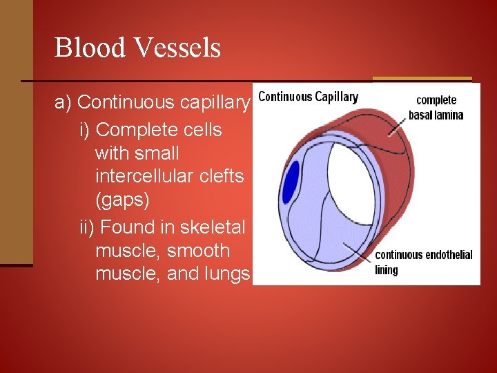 Blood Vessels a) Continuous capillary i) Complete cells with small intercellular clefts (gaps) ii)