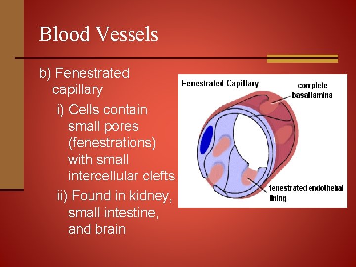 Blood Vessels b) Fenestrated capillary i) Cells contain small pores (fenestrations) with small intercellular