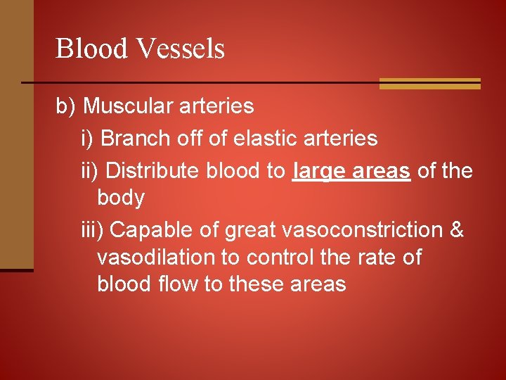 Blood Vessels b) Muscular arteries i) Branch off of elastic arteries ii) Distribute blood