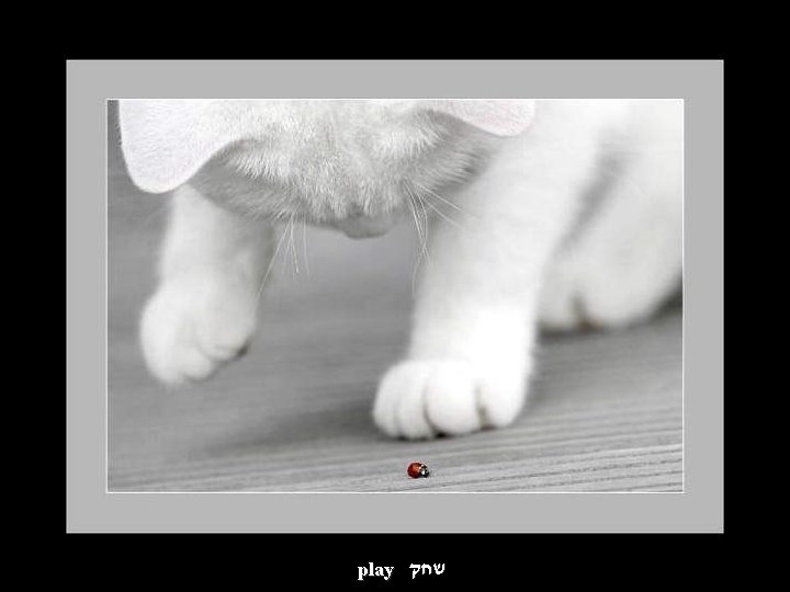 play שחק 