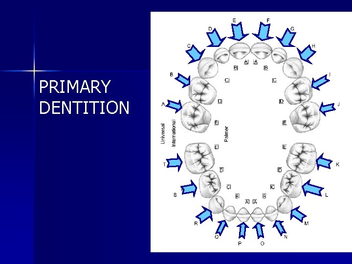 PRIMARY DENTITION 