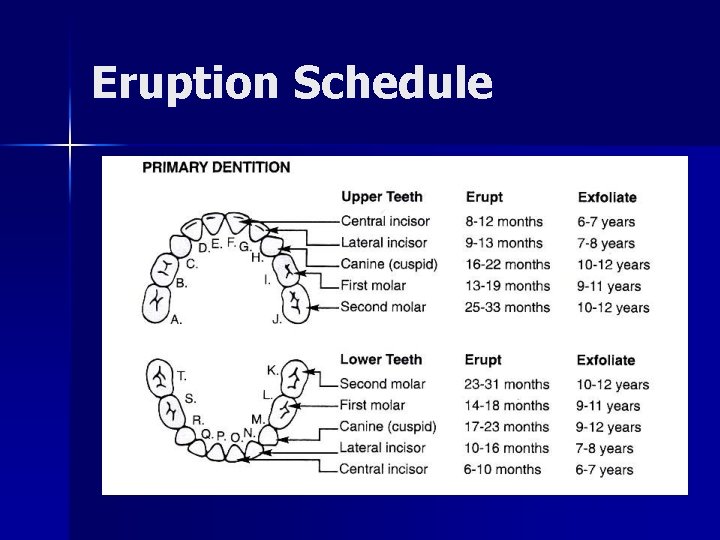 Eruption Schedule 