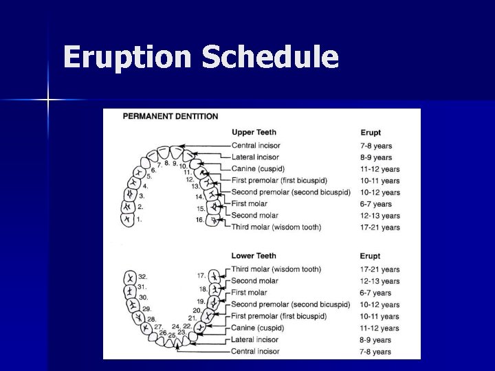 Eruption Schedule 
