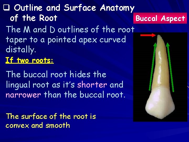 q Outline and Surface Anatomy of the Root Buccal Aspect The M and D