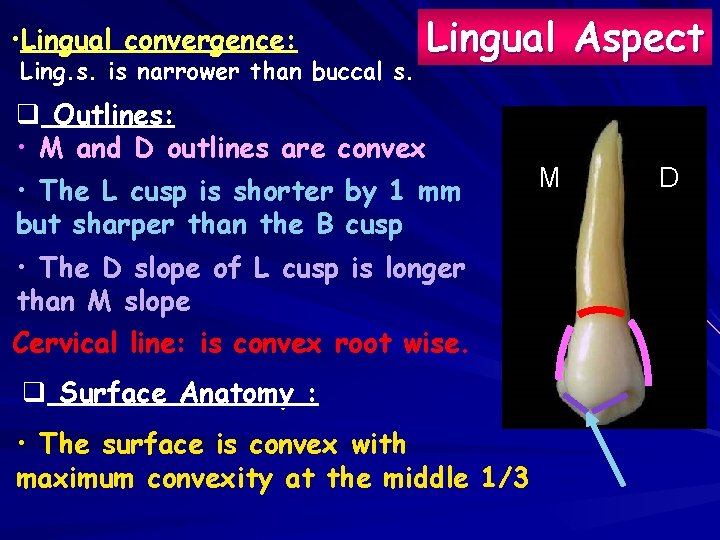  • Lingual convergence: Ling. s. is narrower than buccal s. Lingual Aspect q