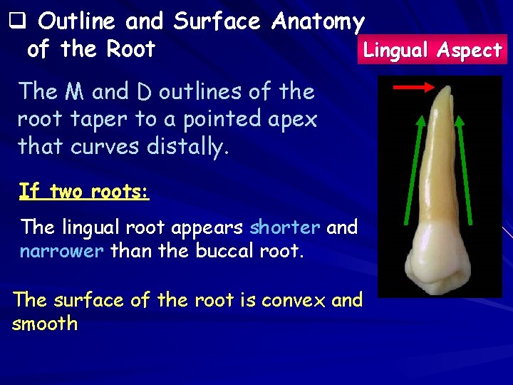 q Outline and Surface Anatomy of the Root Lingual Aspect The M and D