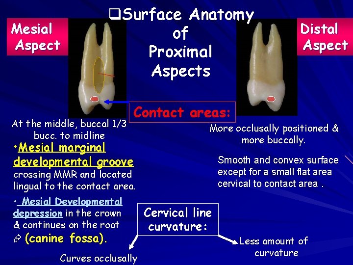 Mesial Aspect q. Surface Anatomy of Proximal Aspects At the middle, buccal 1/3 bucc.