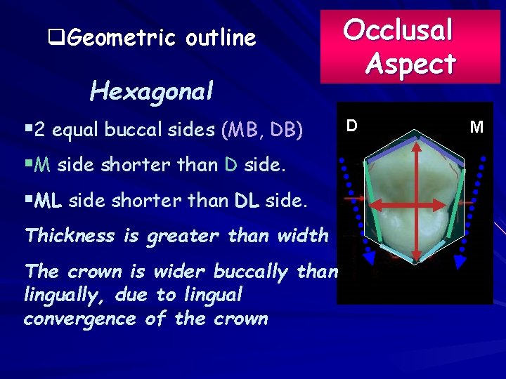 q. Geometric outline Hexagonal § 2 equal buccal sides (MB, DB) §M side shorter