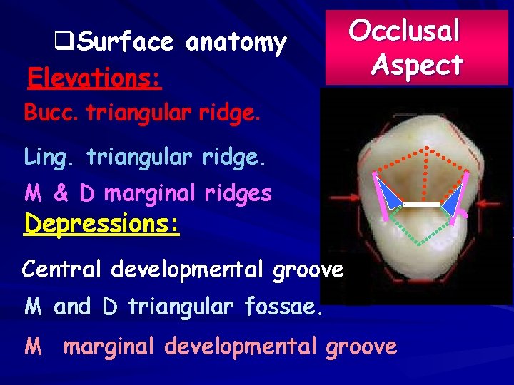q. Surface anatomy Elevations: Occlusal Aspect Bucc. triangular ridge. Ling. triangular ridge. M &