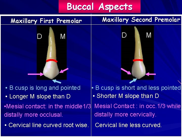 Buccal Aspects Maxillary First Premolar D M • B cusp is long and pointed