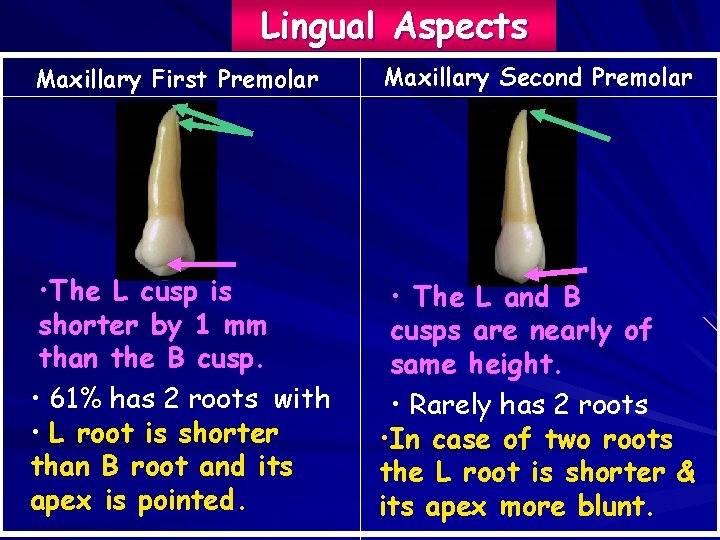 Lingual Aspects Maxillary First Premolar Maxillary Second Premolar • The L cusp is shorter