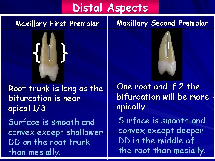 Distal Aspects Maxillary First Premolar Maxillary Second Premolar Root trunk is long as the
