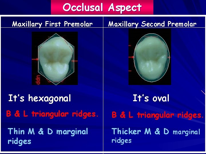 Occlusal Aspect Maxillary First Premolar Maxillary Second Premolar It’s hexagonal It’s oval B &