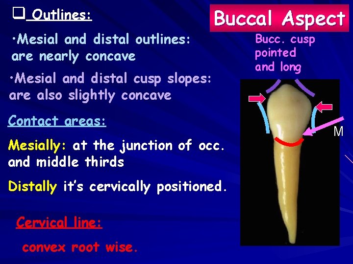 q Outlines: • Mesial and distal outlines: are nearly concave Buccal Aspect • Mesial
