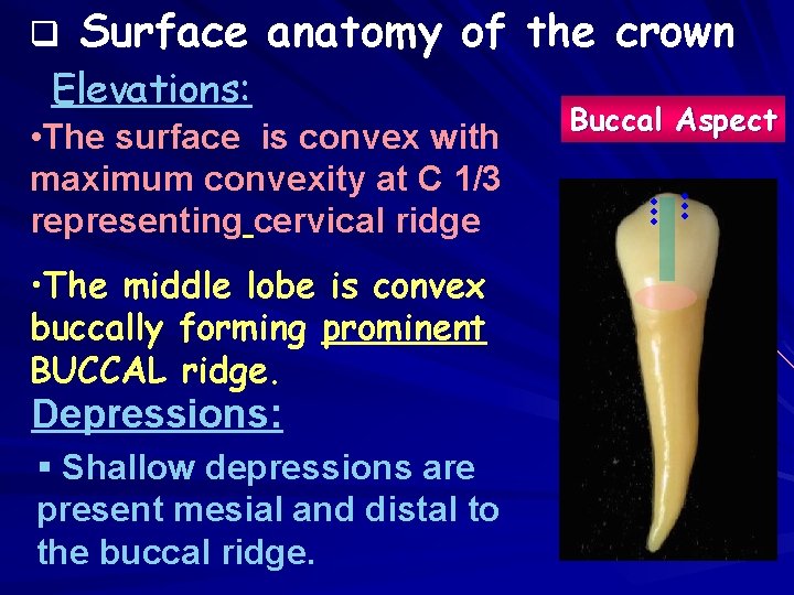 q Surface anatomy of the crown Elevations: • The surface is convex with maximum