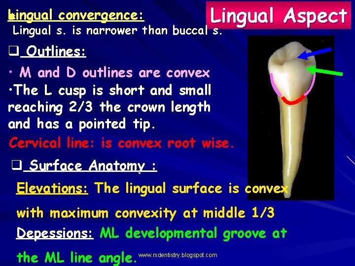 Lingual convergence: Lingual Aspect Lingual s. is narrower than buccal s. q Outlines: •