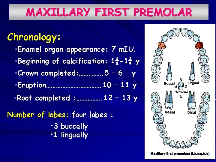 MAXILLARY FIRST PREMOLAR Chronology: • Enamel organ appearance: 7 m. IU. • Beginning of