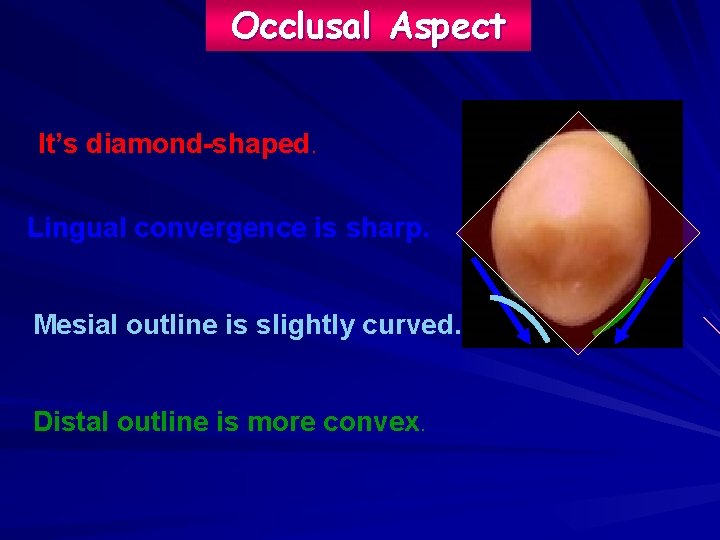 Occlusal Aspect It’s diamond-shaped. Lingual convergence is sharp. Mesial outline is slightly curved. Distal